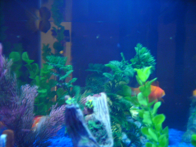 One of my smaller tanks.