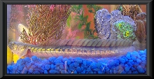 Another pic of my goby Keith Richards.