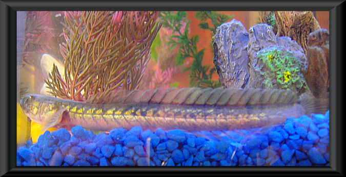 Another pic of my goby Keith Richards.