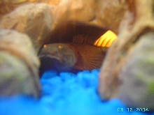 "I'm getting too old for this whole hide and seek game."