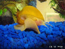 This is Fred. Can anyone tell me how I can tell his age please?