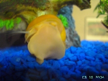 Fred and his sky diving.