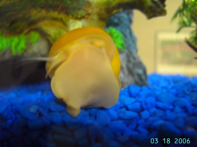 Fred and his sky diving.