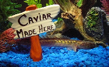 My Dragonfish/Violet Goby