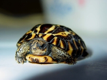 Planicauda Hatchling Front View