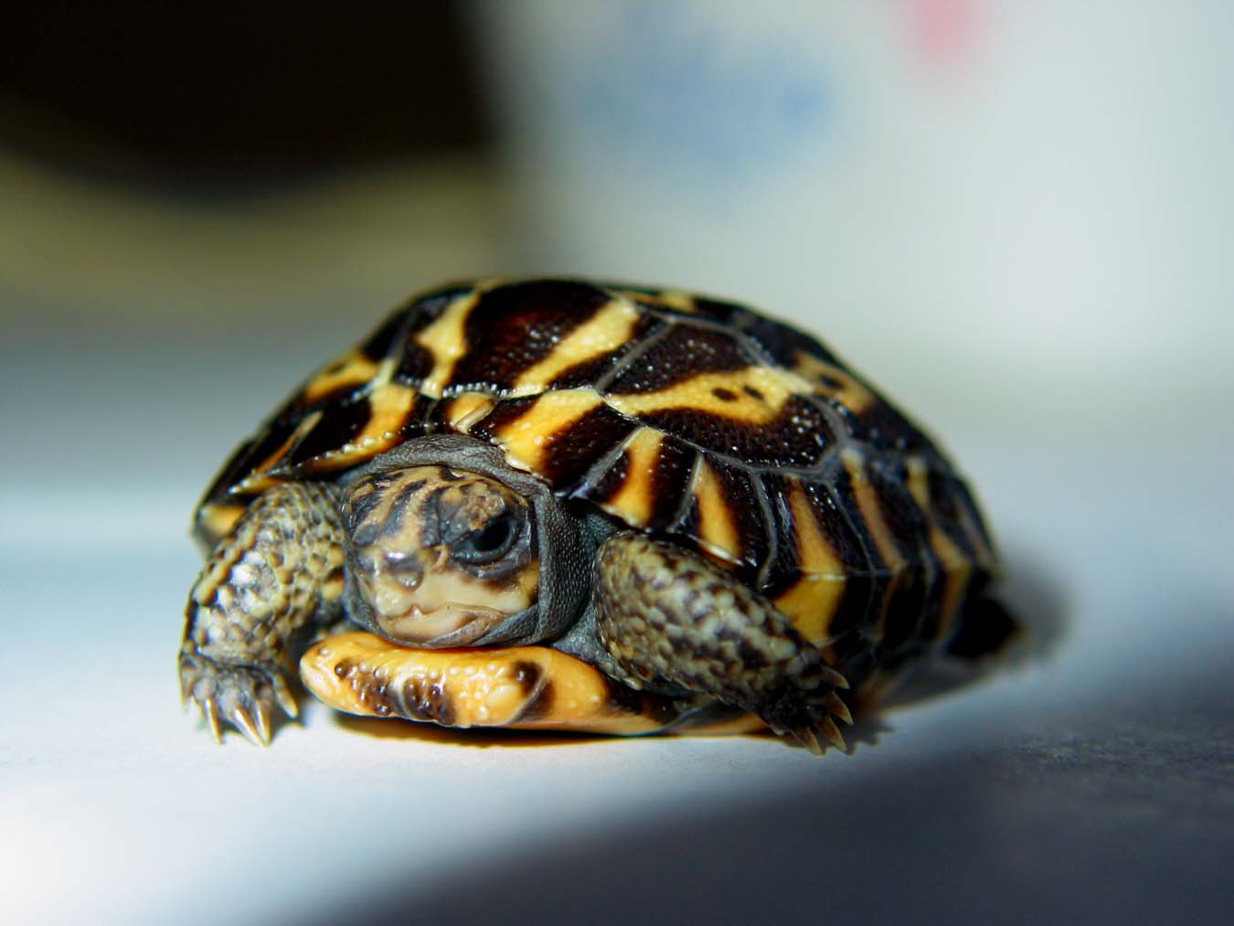 Planicauda Hatchling Front View