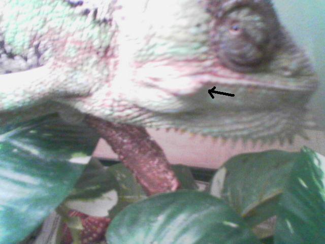 Cham bump