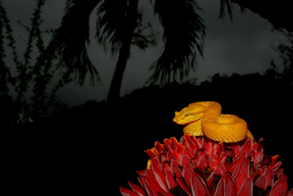 Eyelash Viper