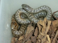 Baby Mole Snakes