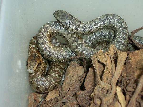 Baby Mole Snakes