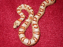 future Breeder