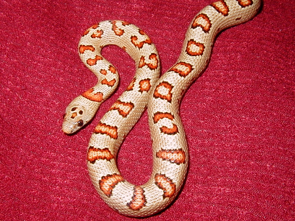 future Breeder