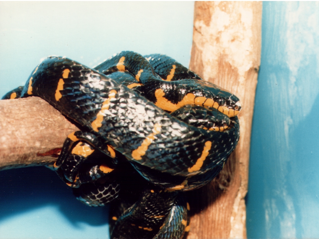 Mangrove Pair small