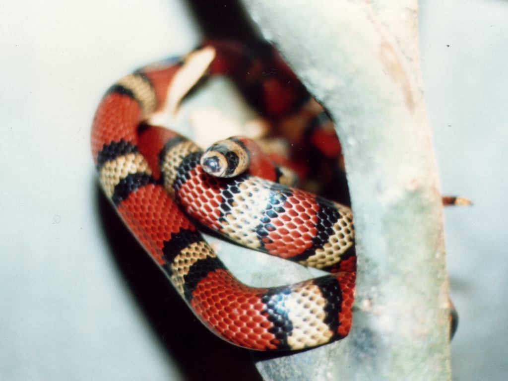 WC 2004 Hondo female small