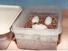 WC Hondo eggs 2005 small