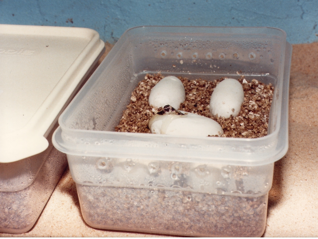 WC Hondo eggs 2005 small