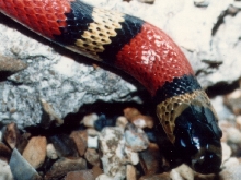 WC one Eyed Honduran close