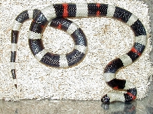 Oreo Pueblan