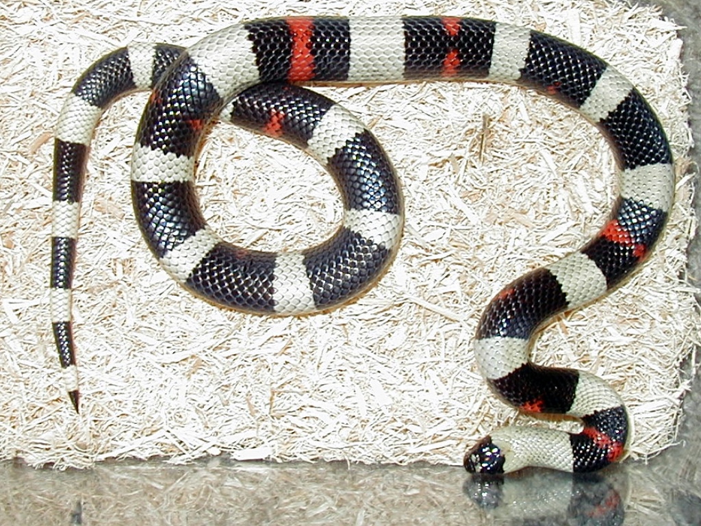 Oreo Pueblan