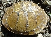 Shell Left