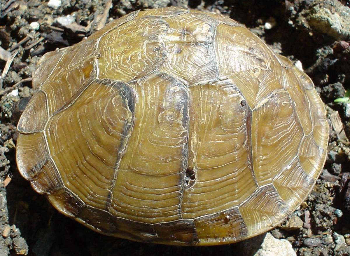 Shell Left