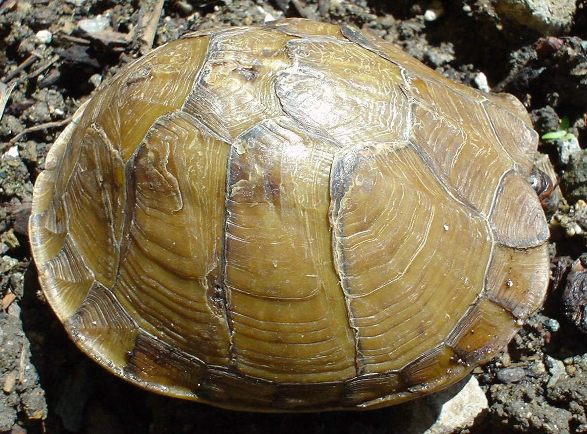 Shell Right