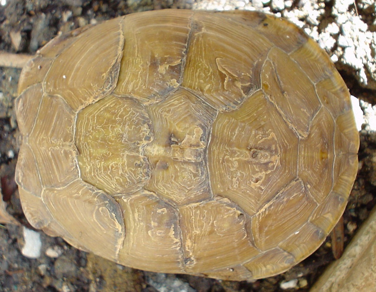 Shell Top