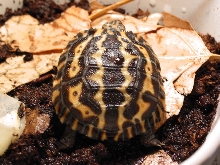 Six day old planicauda.