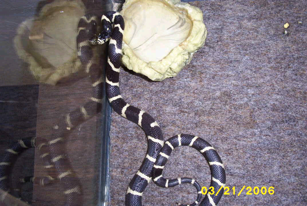 Rescued Mar 21