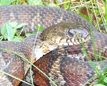 northern water snake