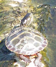 turtle