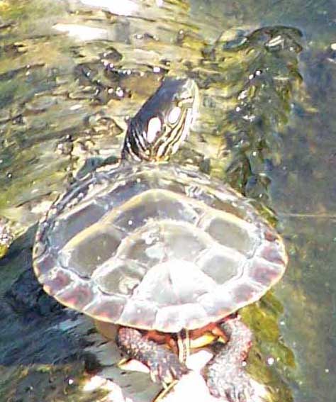 turtle