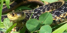 garter snake 2
