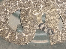 4ft  diamondback