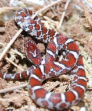 eastern milksnake