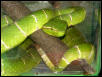 philippine pitvpers