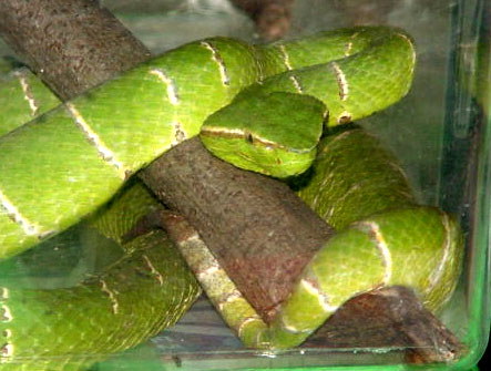 philippine pitvpers