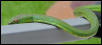 philippine pitvipers