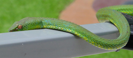 philippine pitvipers