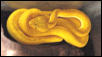 philippine pitvipers