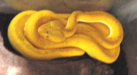 philippine pitvipers