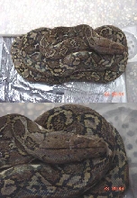 philippine reticulated