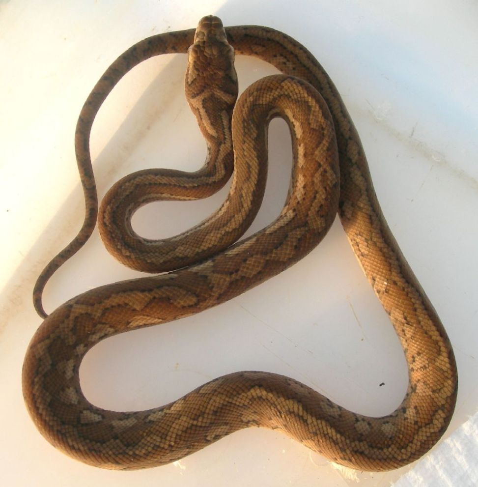 Female Coastal hatchling