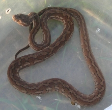 Coastal Carpet hatchling