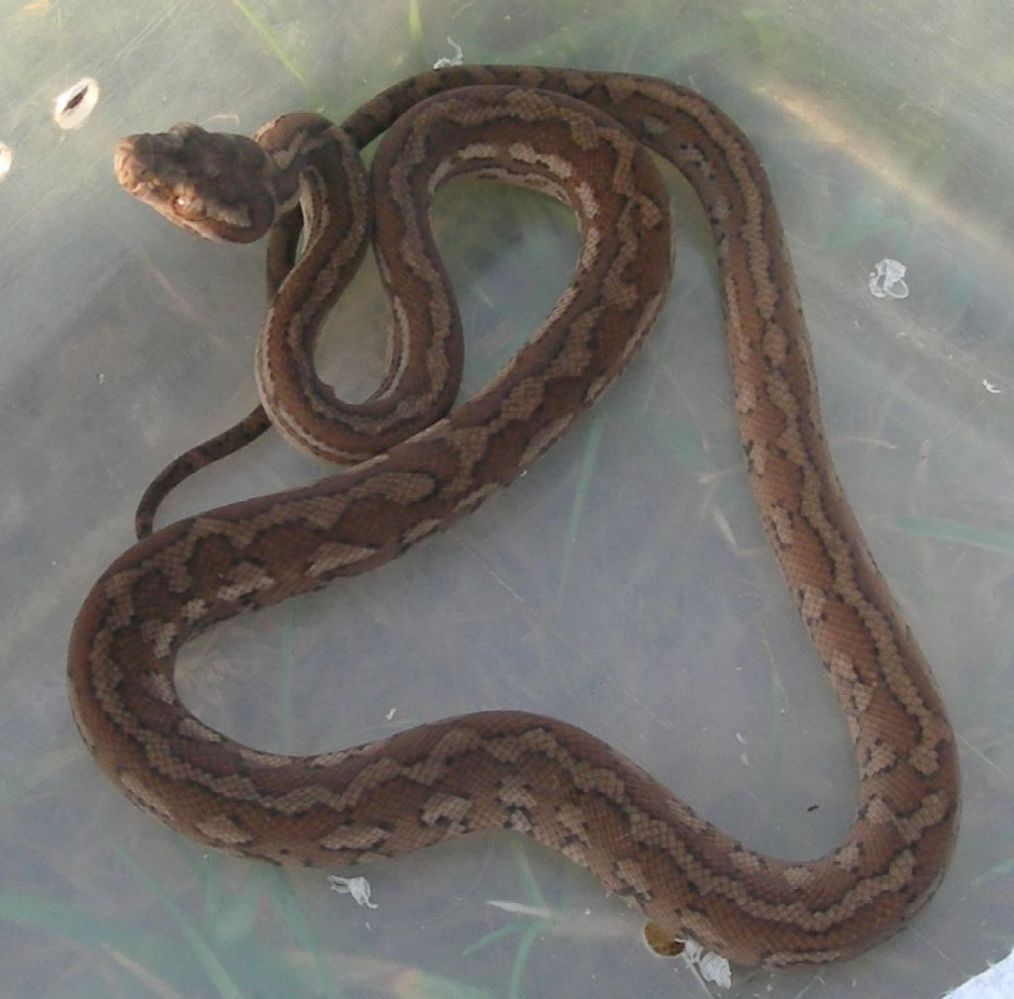 Coastal Carpet hatchling