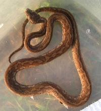 Coastal Carpet hatchling