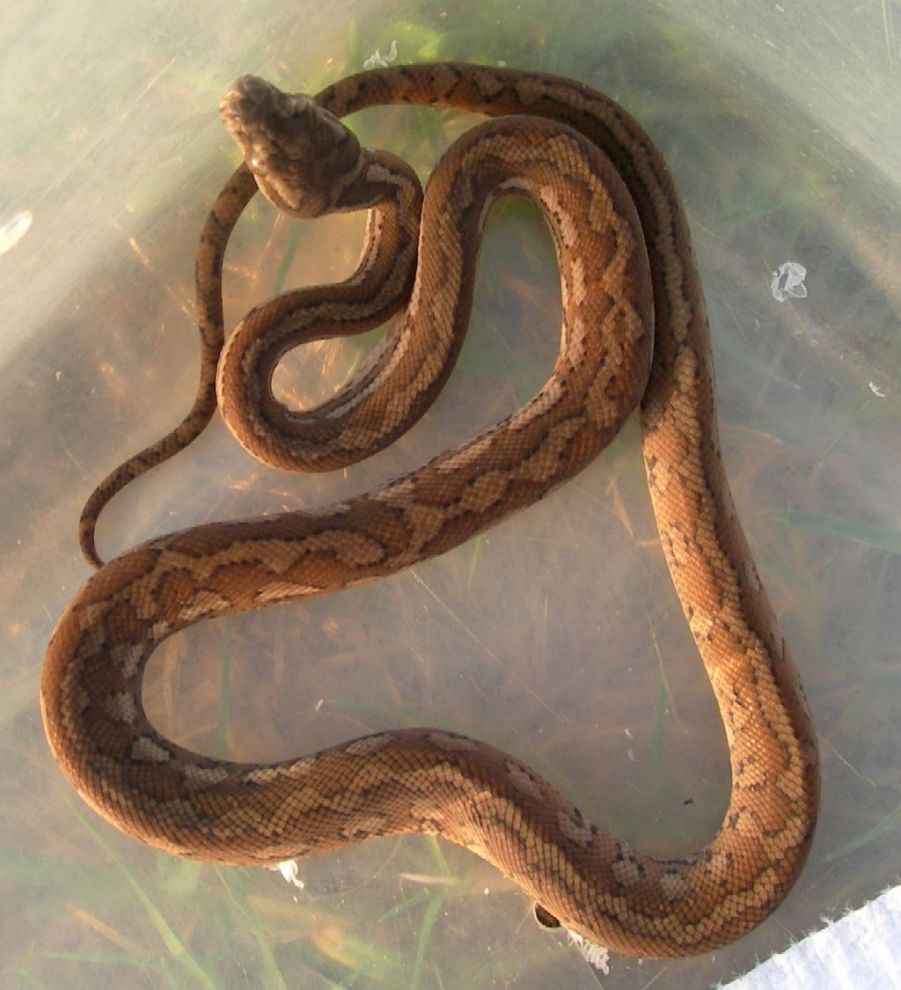 Coastal Carpet hatchling