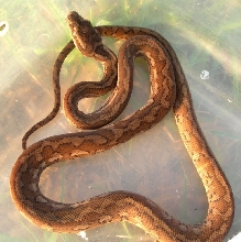 Coastal Carpet hatchling
