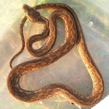 Coastal Carpet hatchling