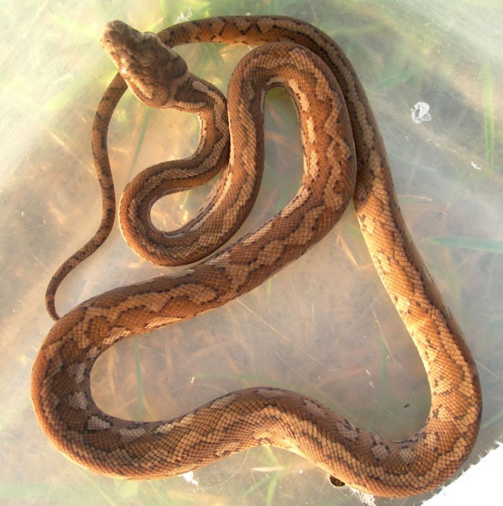 Coastal Carpet hatchling